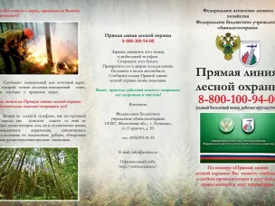 Памятка. Прямая линия лесной охраны